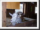 Liesel im Pferdestall