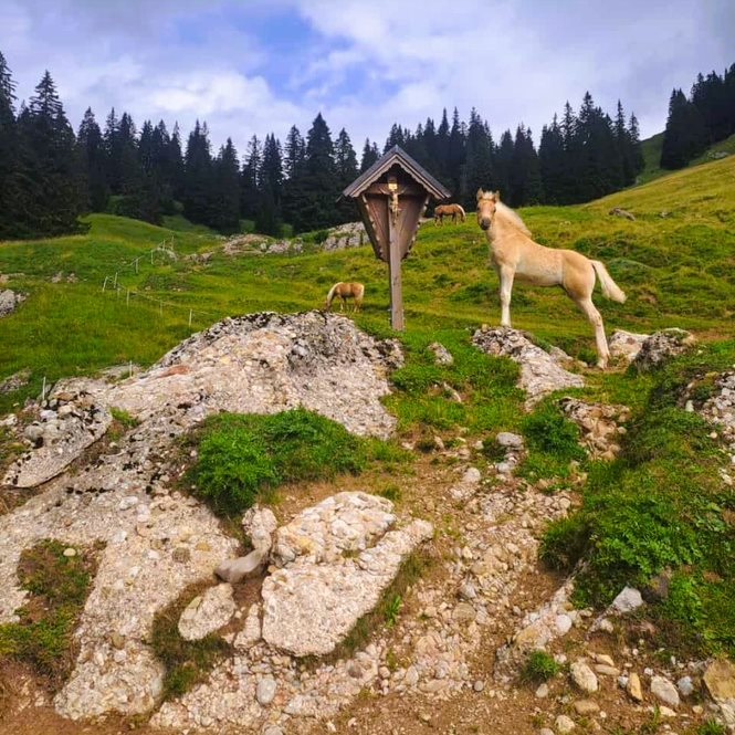 Sommerferien auf der Alpe