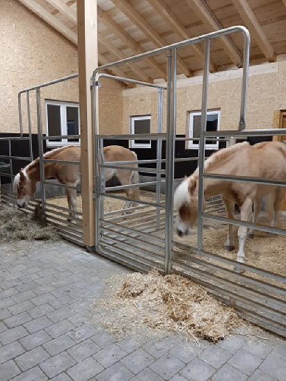 Neuer Pferde-Stall November 2020