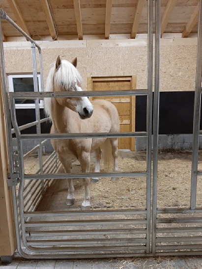 Neuer Pferdestall 11.2020